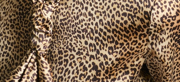 Seta maculata